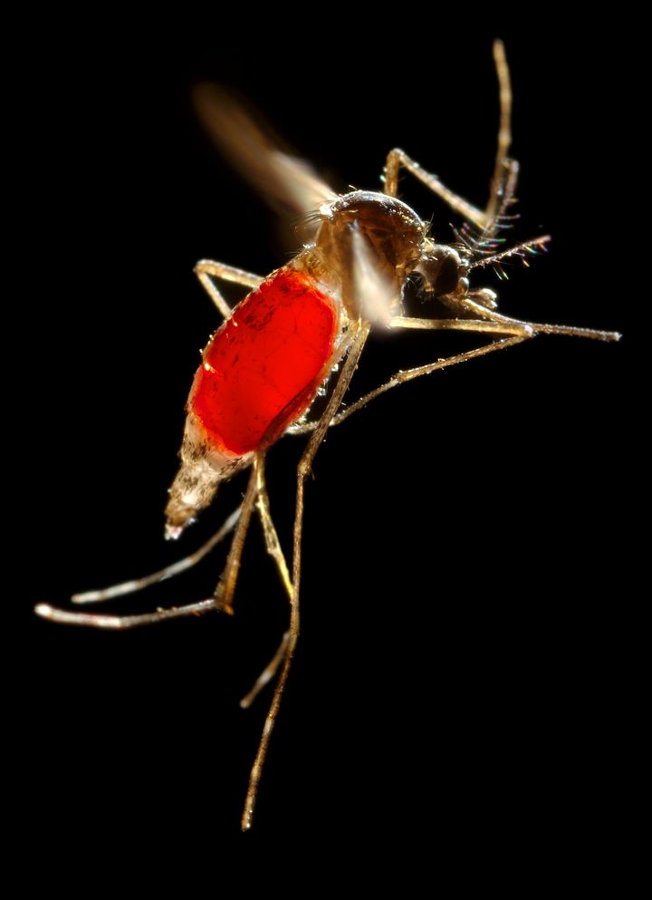 The Aedes aegypti mosquito -- pictured filled with blood -- is the mosquito that transmits chikungunya, yellow fever and the Zika virus.