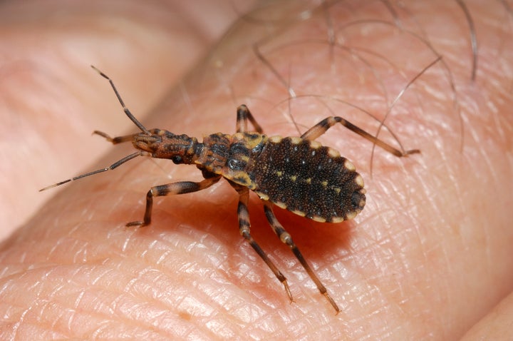 Vinchuca (Triatoma infestans) walking across human skin. The bug is a blood feeder, and vector of Chagas disease. 