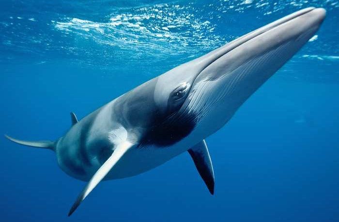 Minkes are the smallest of all filter feeding whales. Their wellbeing is crucial to heal Earth's <a href="http://scrippso2.uc