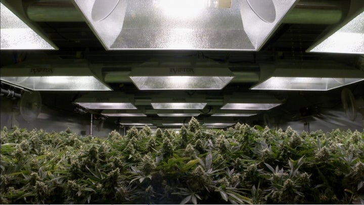 Industrial grade marijuana cultivation via GrowGear