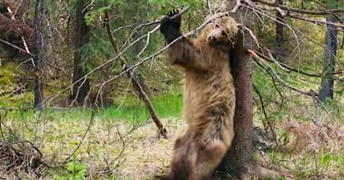 Back-Scratching On Trees Is A Blissful Bear Necessity Of Life ...