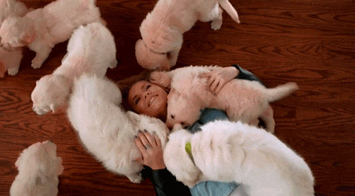 50 Funny Dog GIFs, The BarkPost