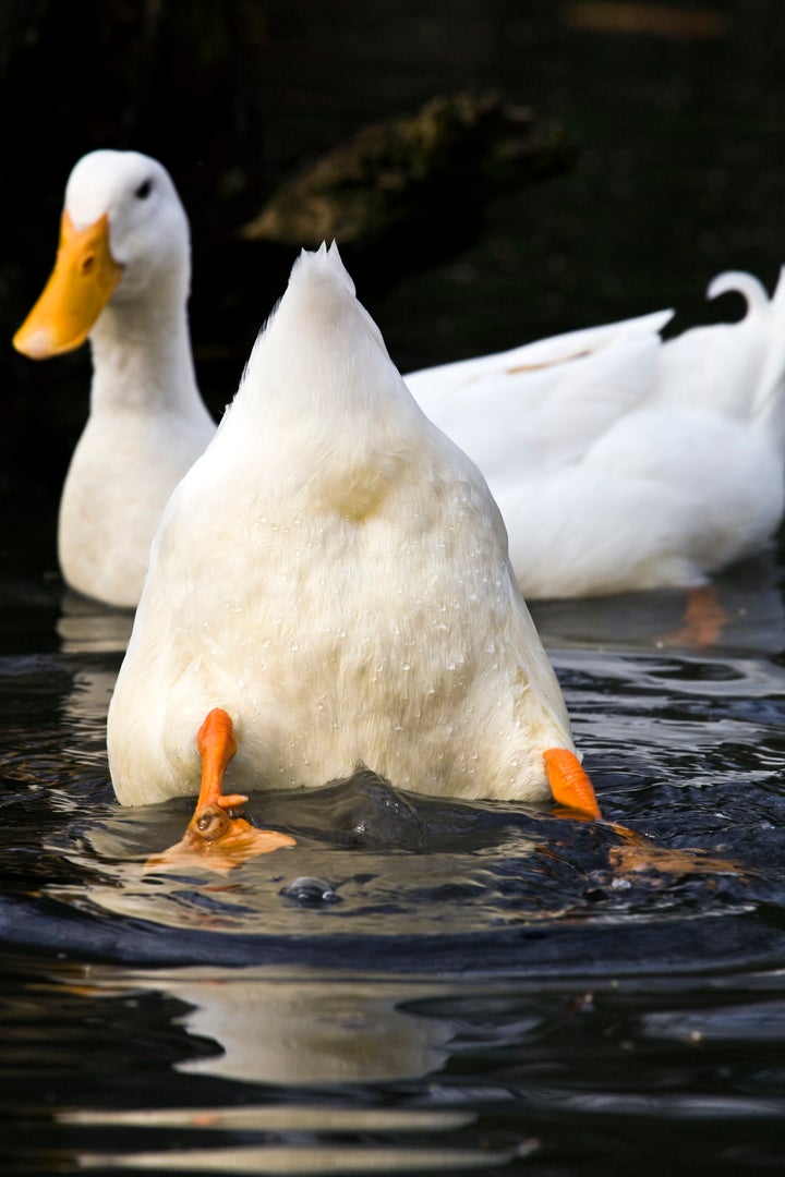 A swan caused delays to the rail network last week