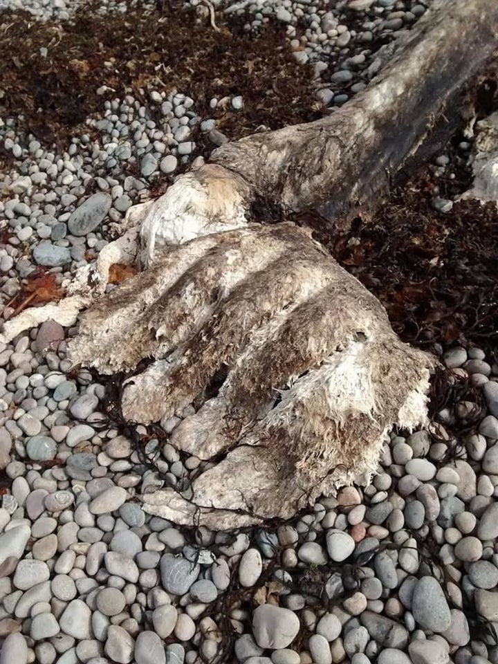 The island is 2,200km from the nearest habitat of the bears