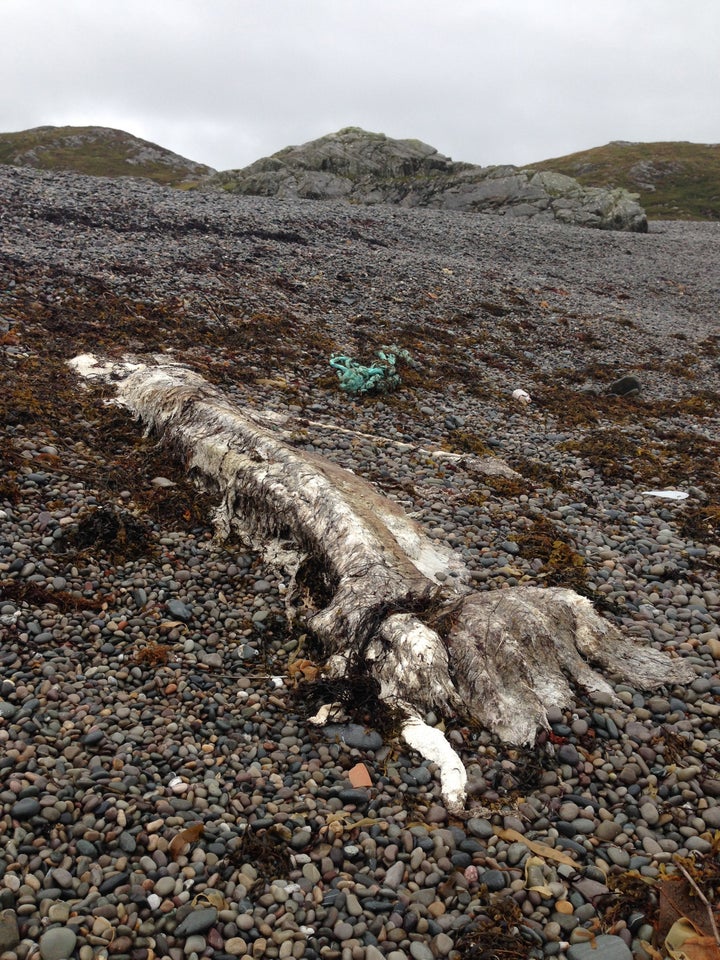 The carcasses washed up in August 