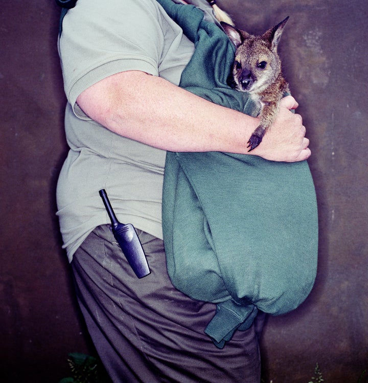 An escaped wallaby caused delays in July (stock image)