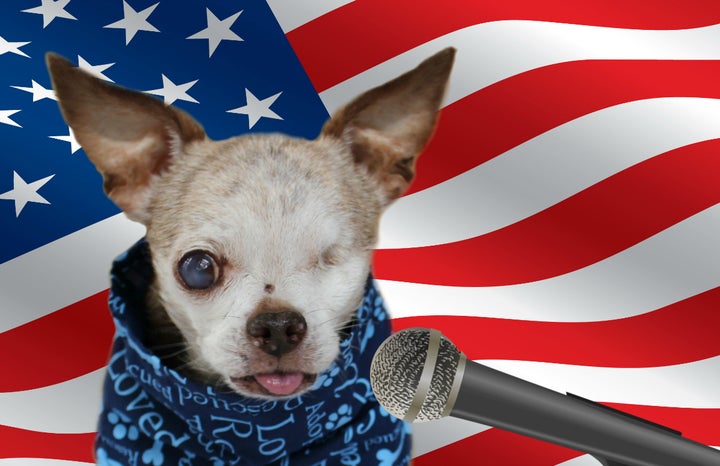 Chihuahua Dog American Flag, Dog With A USA Flag July 4th Gift For Dog –  Famhose