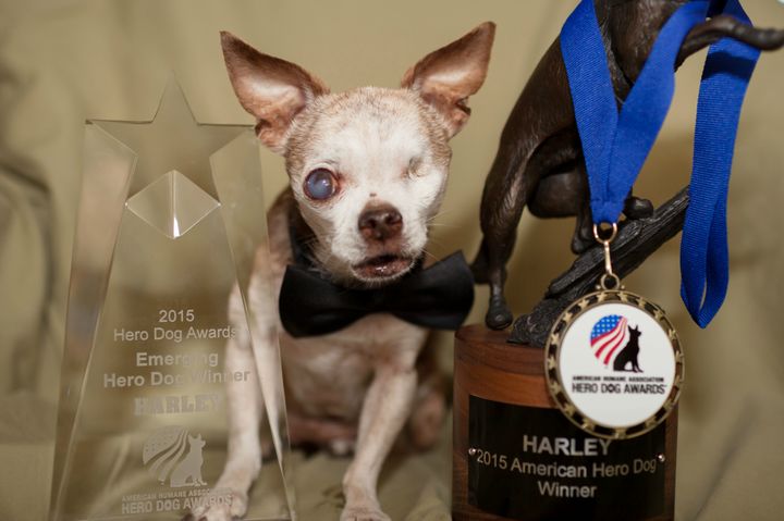 <p>Harley with his 2015 American Hero Dog Awards</p>