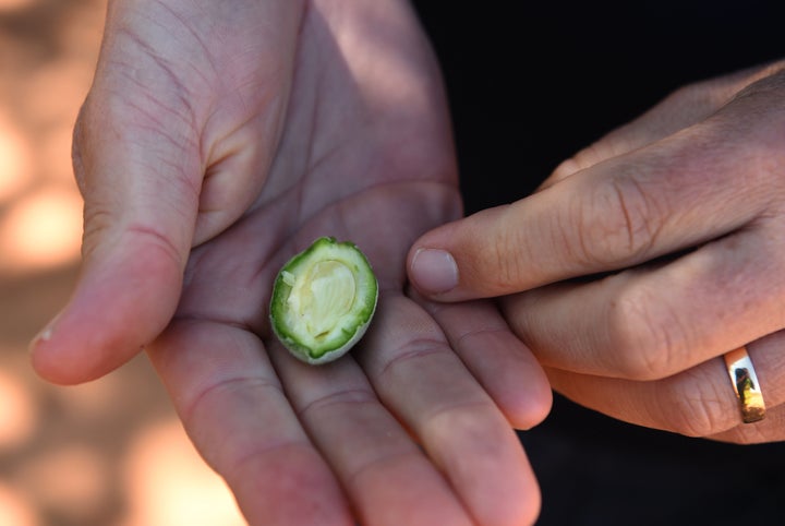 A farmer cuts open the fruit's fuzzy hull to reveal the seed inside.