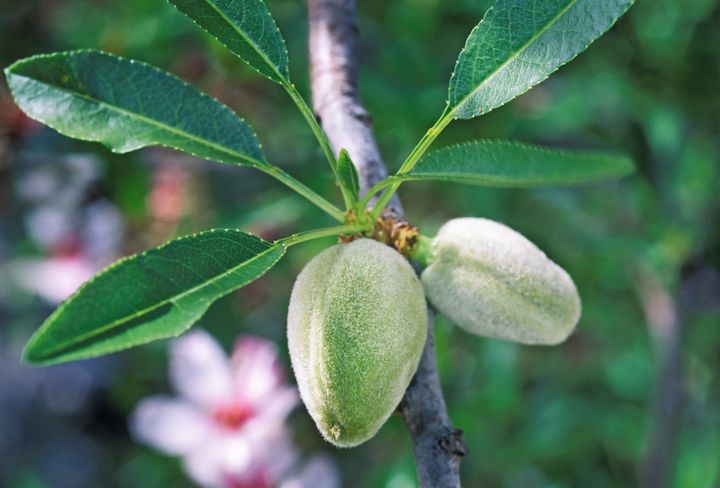Unripe almond fruit hangs on a tree.