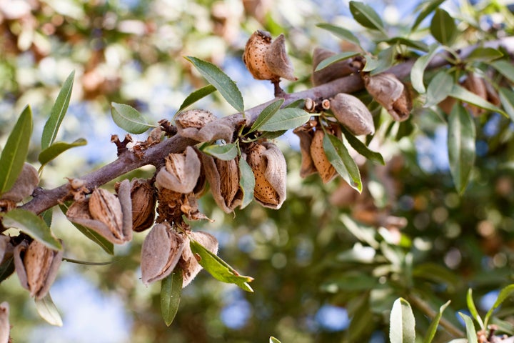 The hulls get dry and curled, exposing the inner almond pit. 