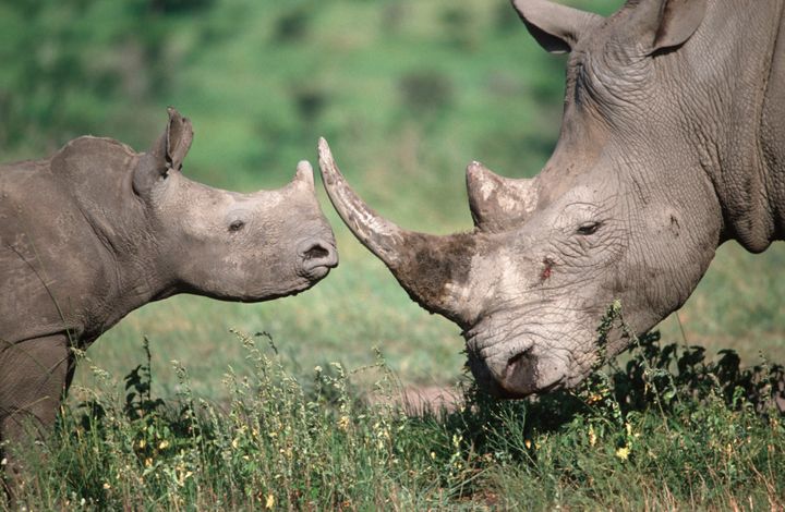 Southern white rhinoceros adult and calf. Africa’s rhinos are targeted by poachers for their horn, much of which ends up in Vietnam. 