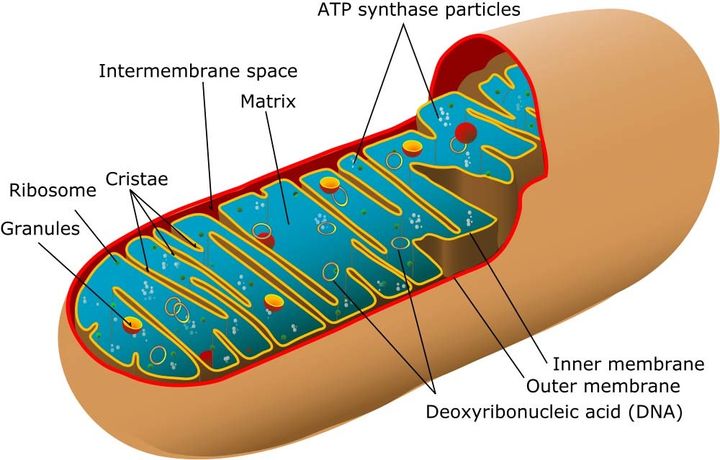 Mitochondria diagram