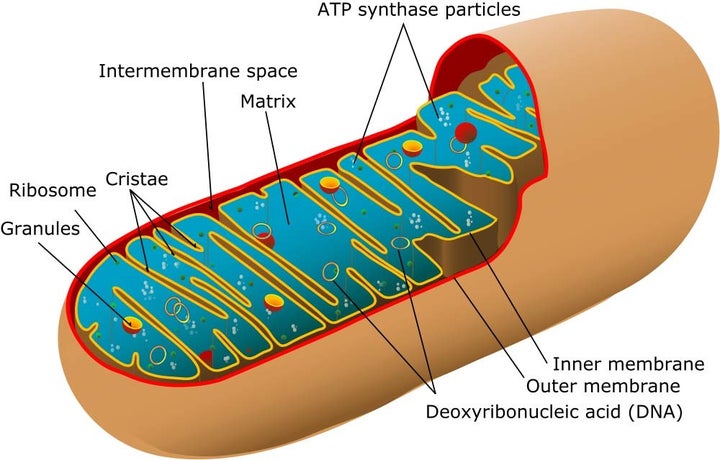 <p>Mitochondria diagram</p>