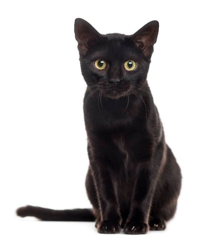 Go pet a cat! November 17 is National Black Cat Day.