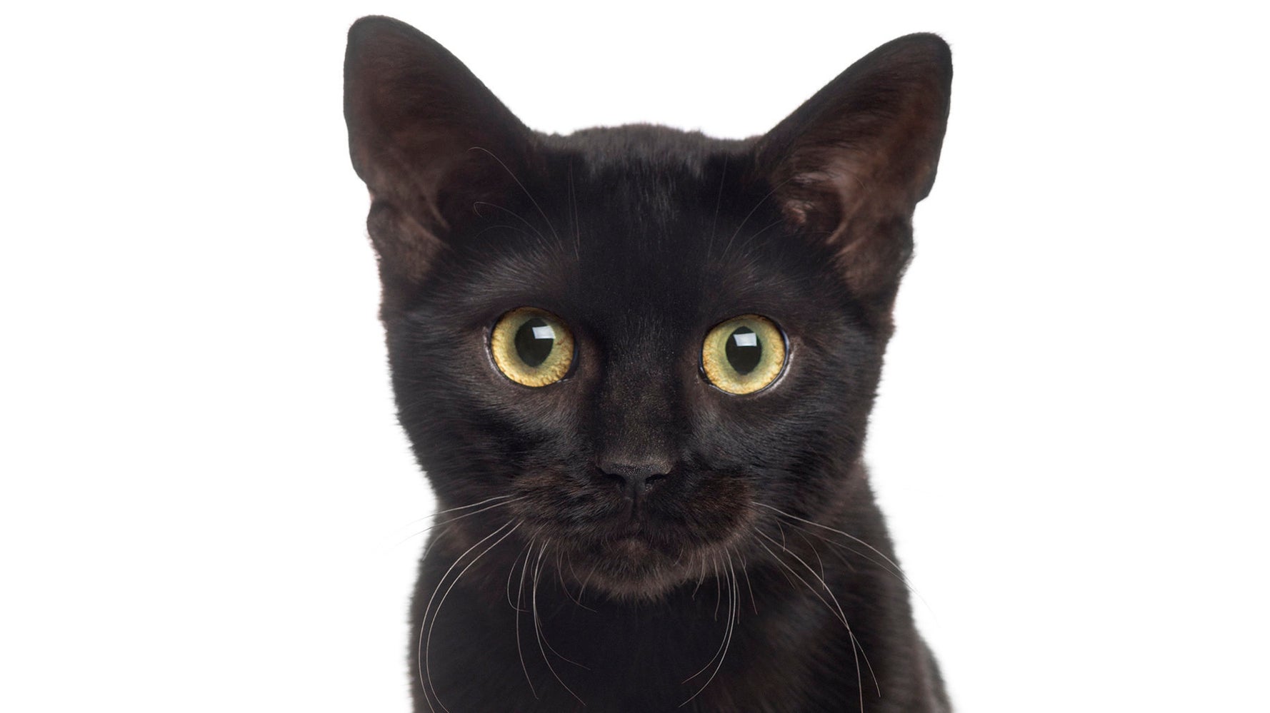 Stop Hating On Black Cats It S National Black Cat Day Huffpost