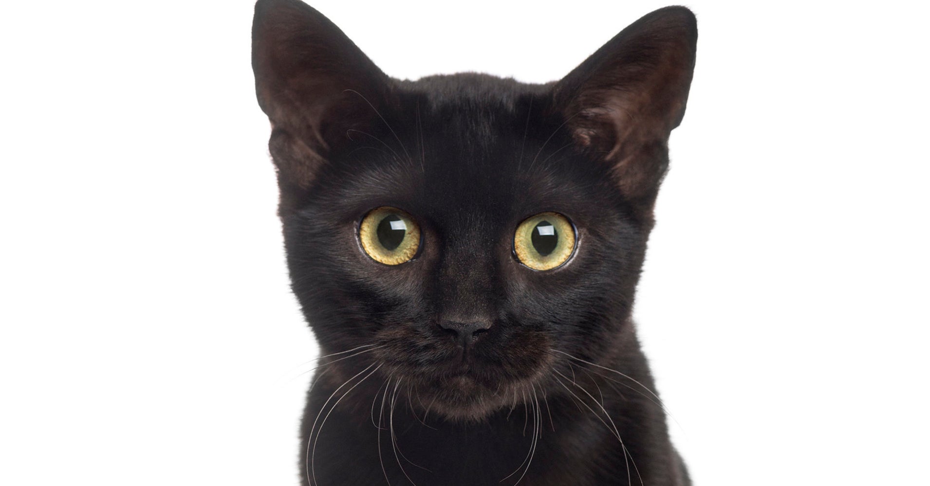 Stop Hating On Black Cats! It's National Black Cat Day! | HuffPost