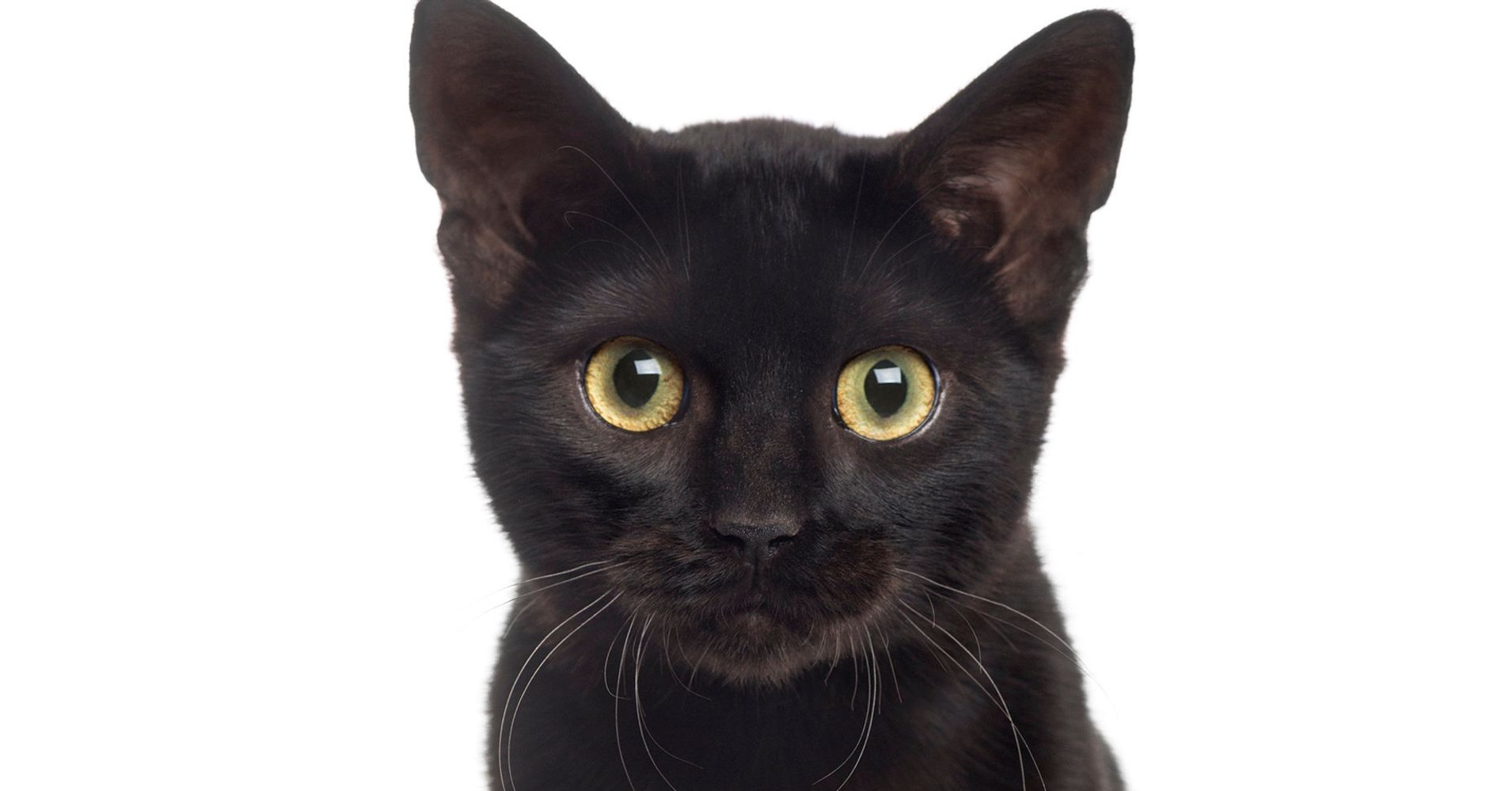 stop-hating-on-black-cats-it-s-national-black-cat-day-huffpost