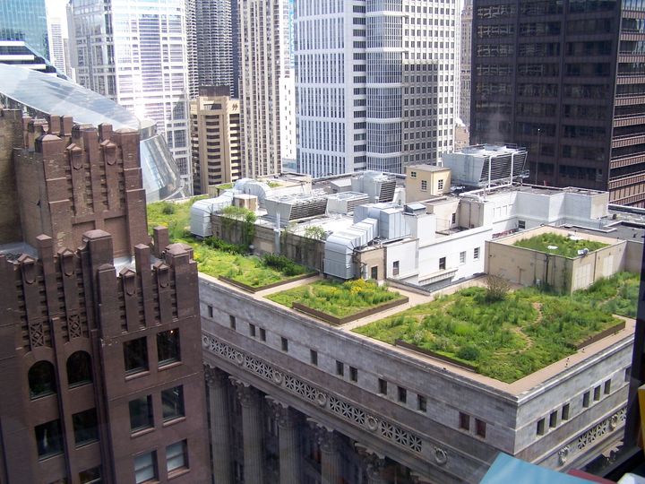 A green roof on Chicago’s City Hall.