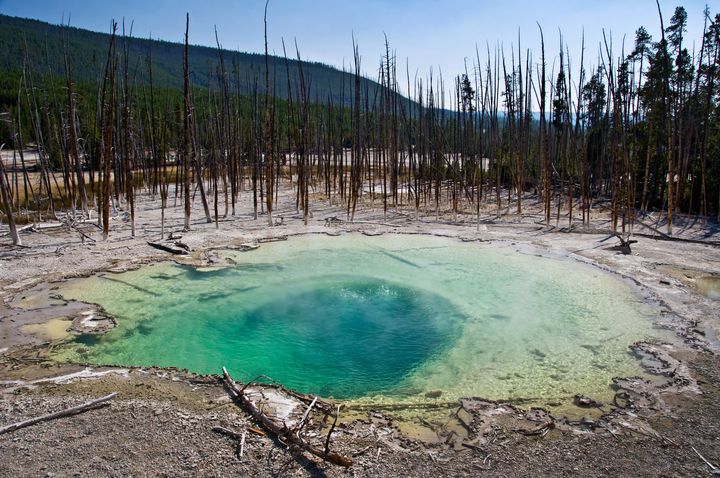 The Norris Geyser Basin in Yellowstone National Park.