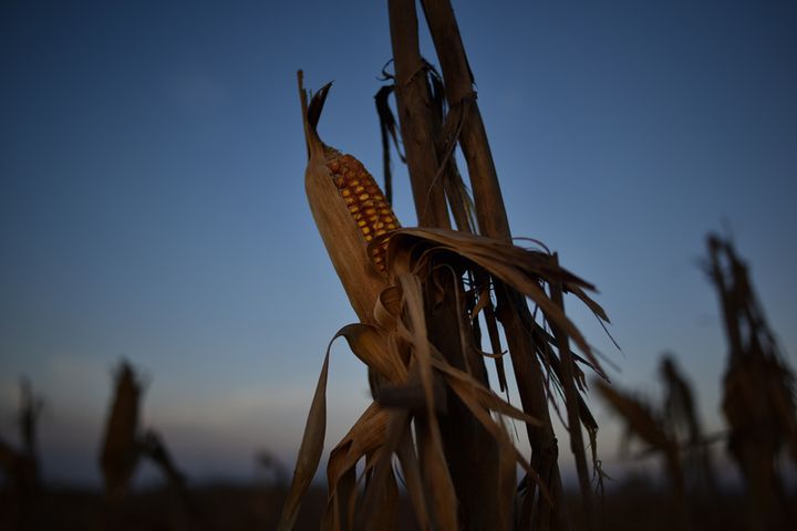 Typhoon damaged corn crops in Tuguegarao, Cagayan province. 