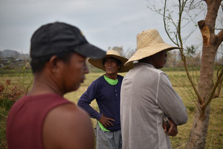 Farmer Alfredo Abella harvested 100 sacks of rice instead of an expected 500.