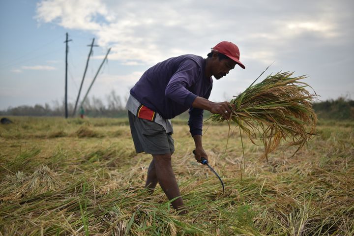 A farm worker salvages rice crops in Nangalisan after typhoon Haima hit the province of Cagayan.