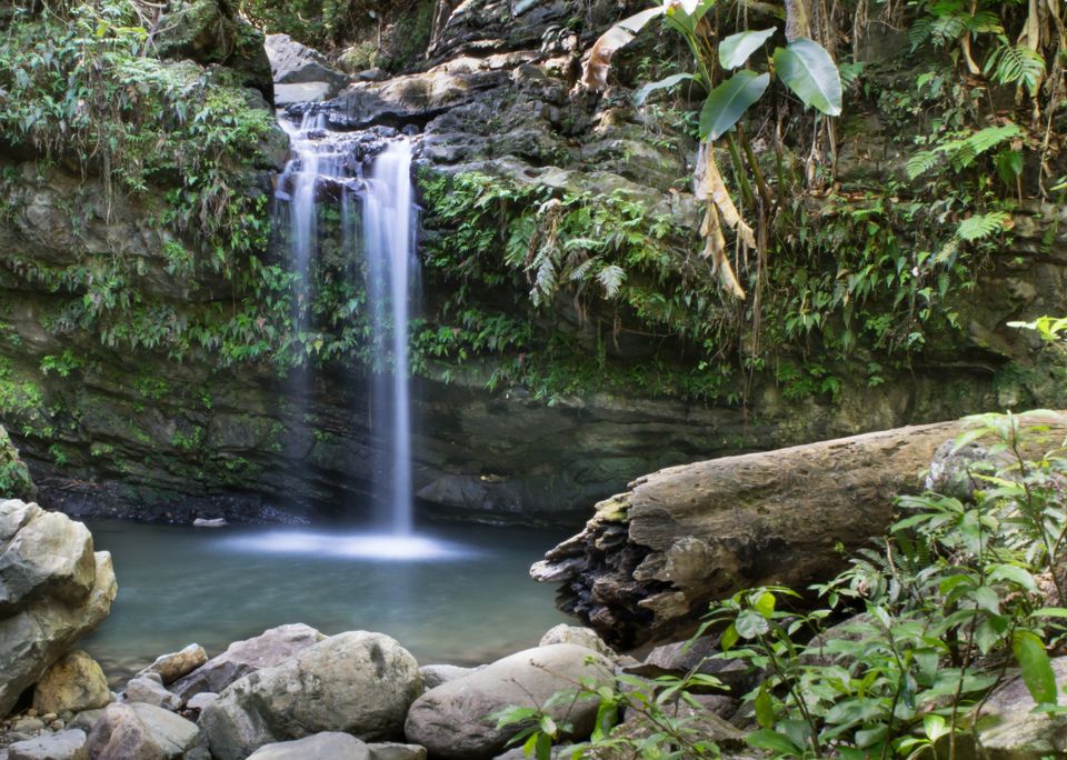 It's home to the only tropical rainforest in the national forest system.