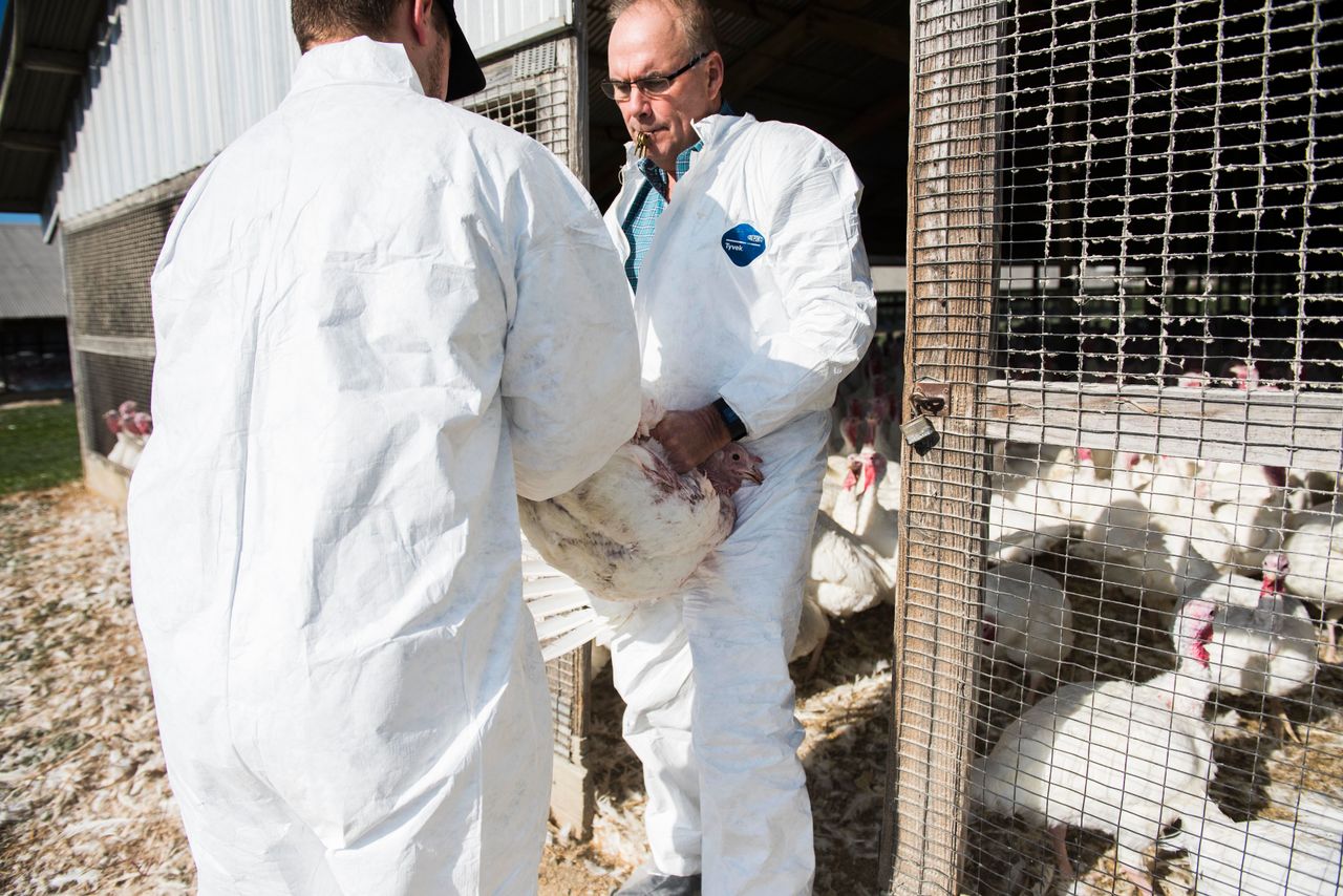 Staff at Jaindl Farms rushed in to remove a bloodied turkey whose wound was being pecked by other birds.