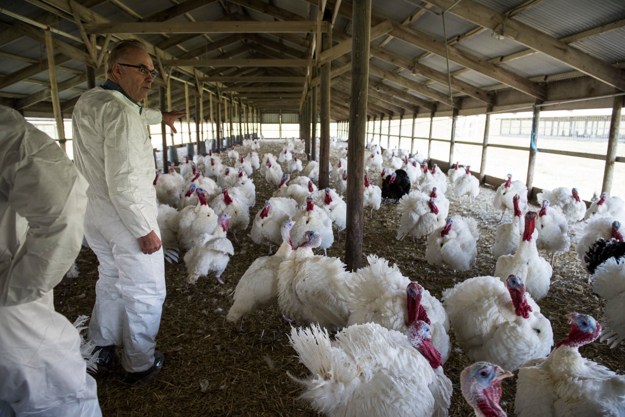 David Jaindl, a real estate developer and owner of Jaindl Farms, walks through one of his turkey barns.