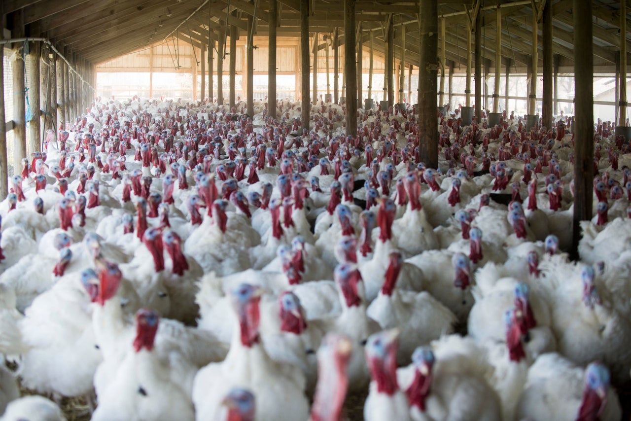 Another turkey barn at Jaindl Farms.