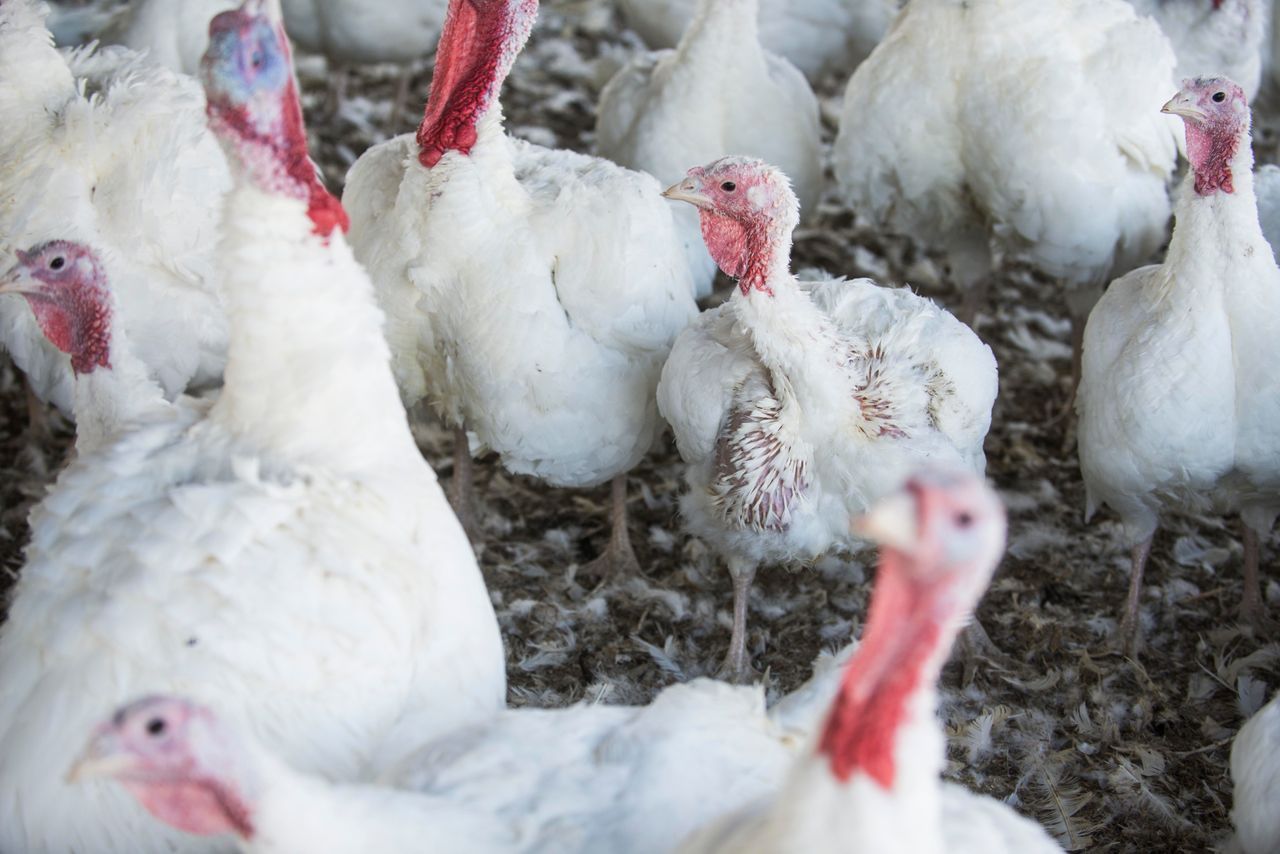 Turkeys gather together in a barn at Jaindl Farms.
