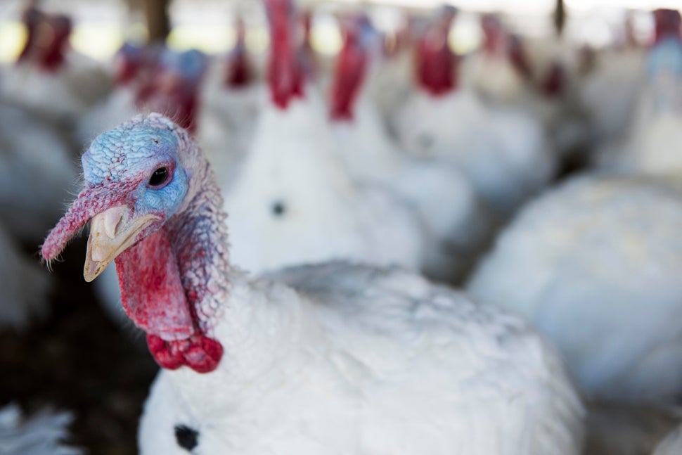 A turkey at Jaindl Farms, which has provided turkeys to the White House since 1962. 