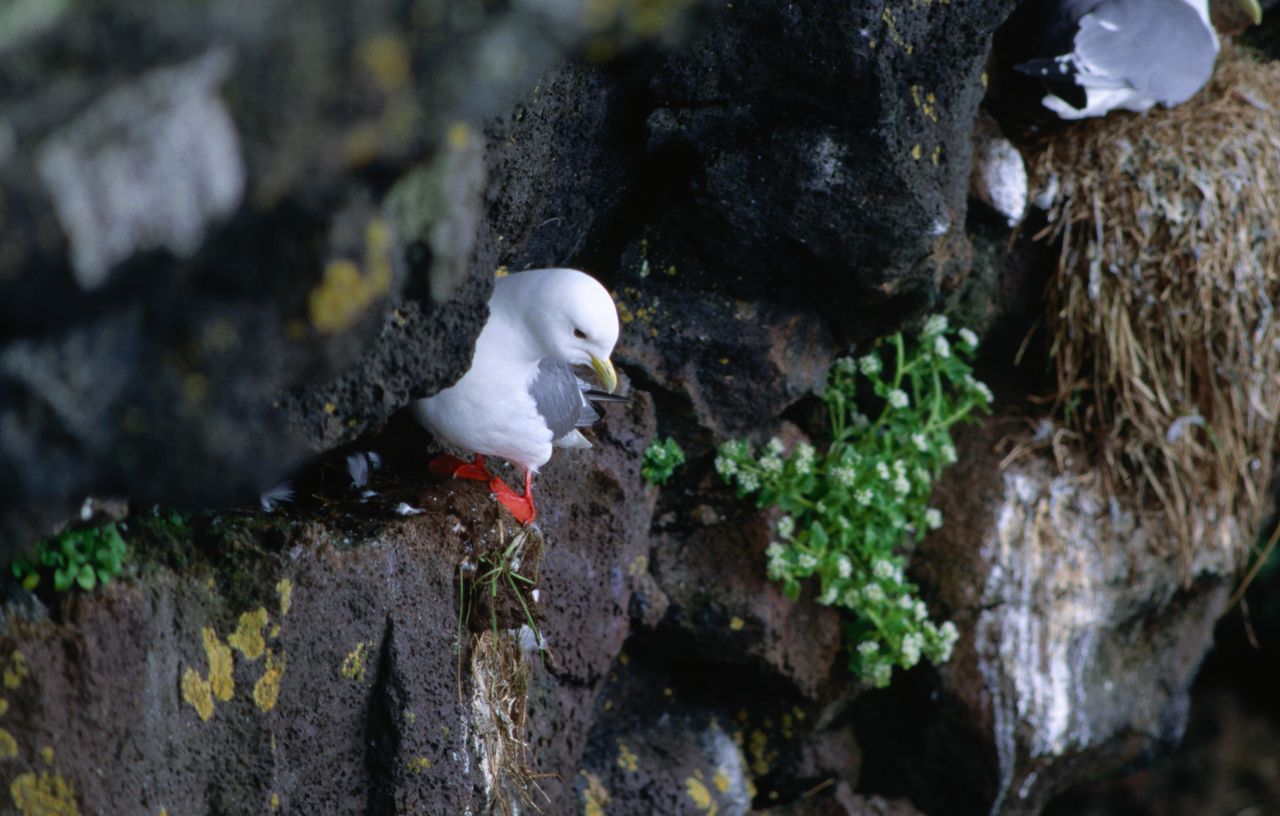 More than 200 species of seabird breed on St. Paul island. 
