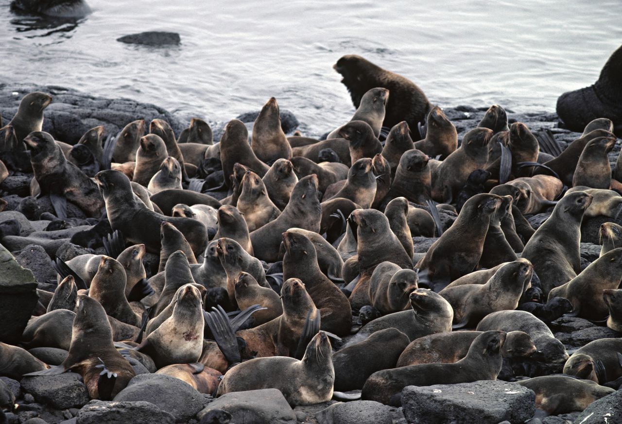 Half the world’s northern fur seals breed on St Paul, as do hundreds of thousands of seabirds.
