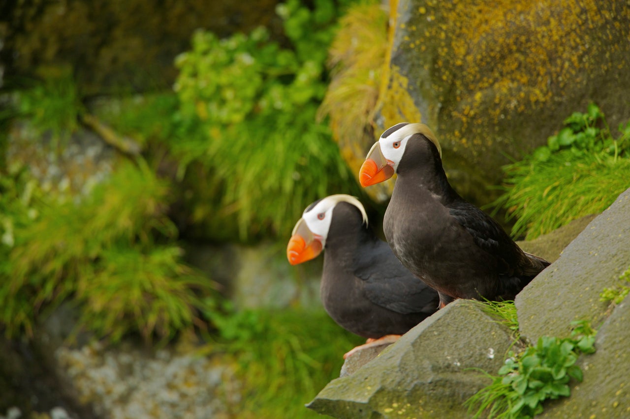 There are three species of puffin -- the Atlantic, tufted and horned puffin. "The Atlantic and tufted puffin have been on the decline for a few years," said Lauren Divine. "For the tufted puffin, California, Washington, and Oregon have seen huge declines in their populations, as well as Japan." 