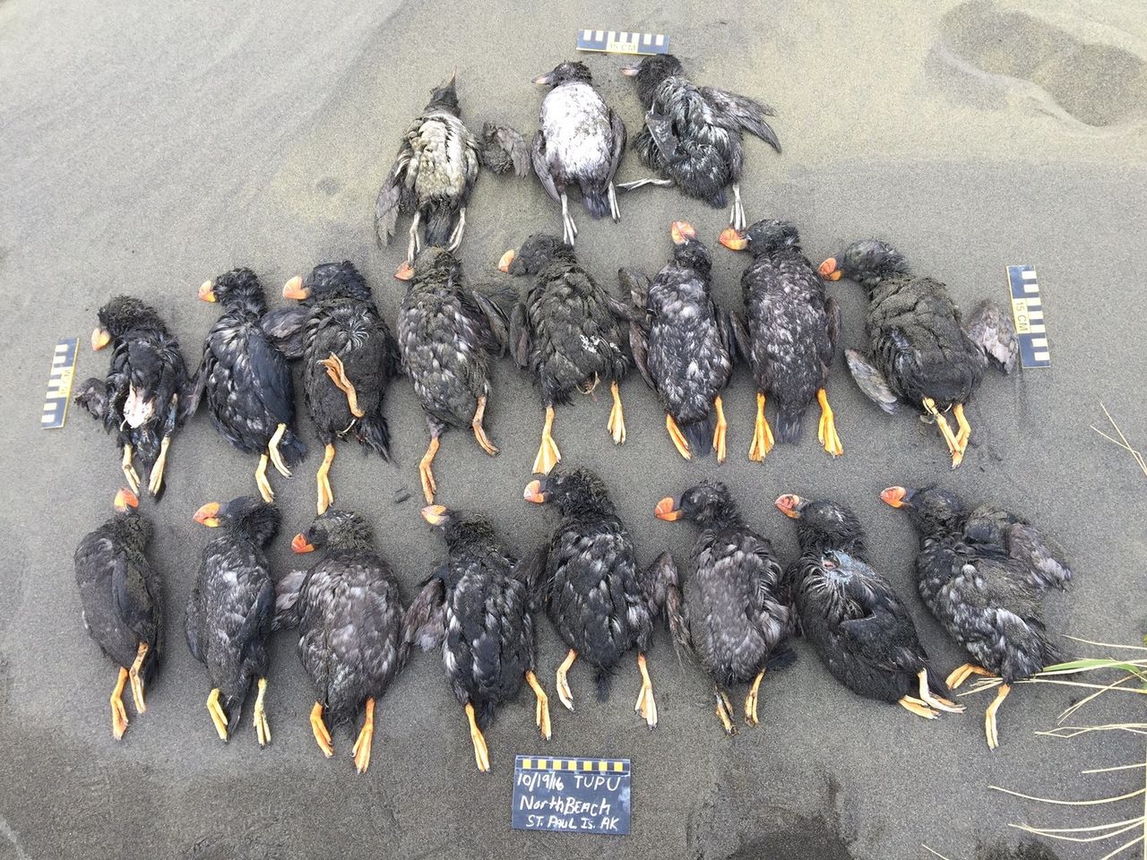 Scientists say they've found no evidence of disease or contaminants in St. Paul's dead puffins.