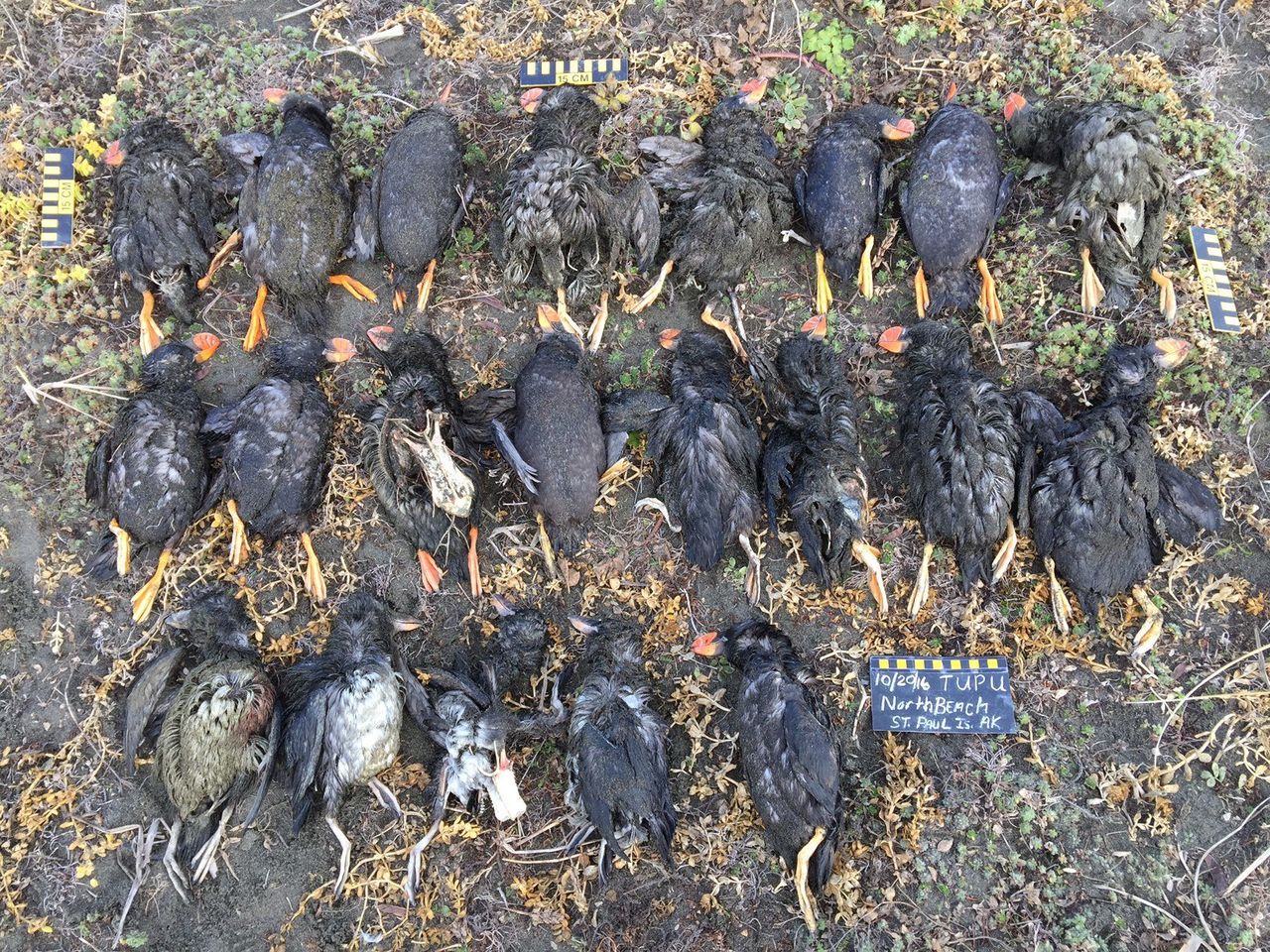 Some of the puffins found dead in St. Paul this October.