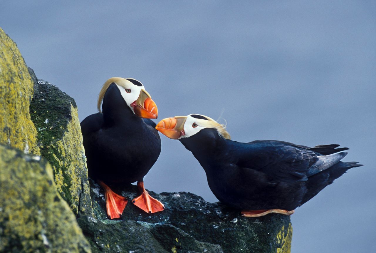 Two tufted puffins engage in a mating ritual on the cliffs of St. Paul. The seabird's population on the island is one of several in trouble. Atlantic puffins in the Gulf of Maine suffered their worst reproductive season ever this year.