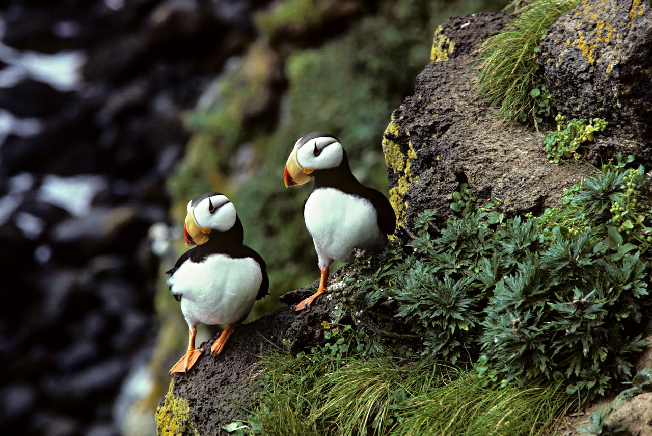 Two horned puffins perch on Alaska's St. Paul island. Hundreds of puffins have washed up dead on the island's rocky shores.