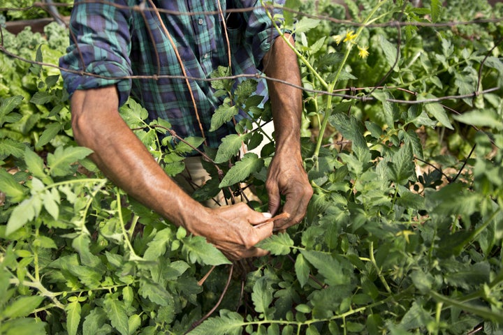 A farmer ties tomato plants inside a hoop house at Coneflower Farm in Tiskilwa, Illinois. Many in the ag industry are concerned with President-elect Donald Trump's deportation threats.