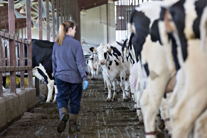 A member of the calving and transition team performs health checks on cows in a barn at the Lake Breeze Dairy farm in Malone, Wisconsin, on May 31.