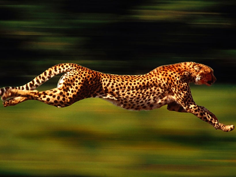 Cheetahs are the fastest land animals. They can reach an astonishing 75mph.