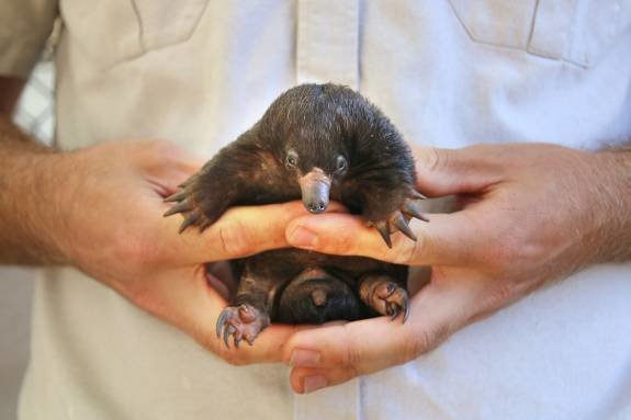 are platypus babies called puggles