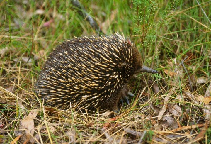 Baby Echidnas Are Called Puggles And They Are Awesome Huffpost Australia Environment