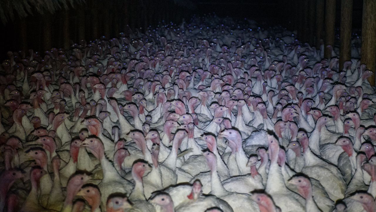 A turkey barn at Jaindl Farms photographed at night by Direct Action Everywhere.