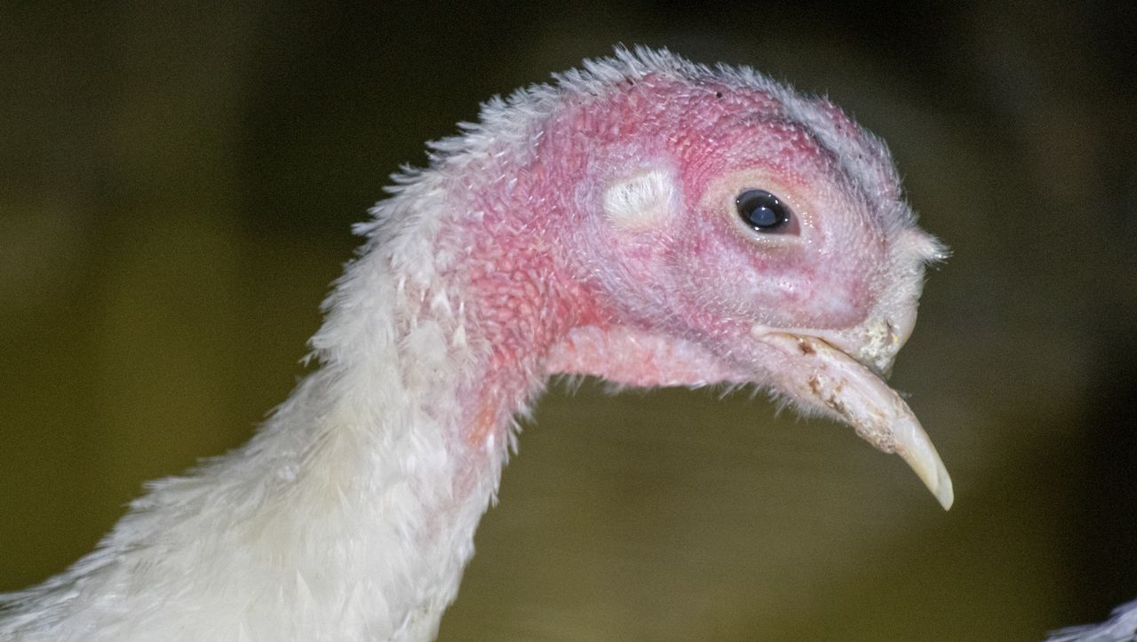 A turkey missing half its beak was photographed by animal advocates at Jaindl Farms. Birds at the farm have their nerve-filled beaks trimmed to reduce the harm of their pecking. Jaindl Farms said this bird's mangled beak was a birth defect.