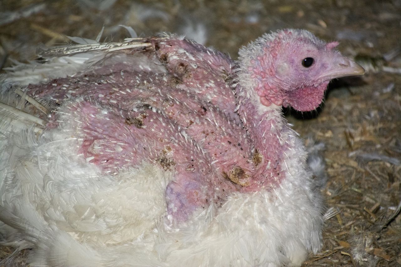 A turkey with substantial feather loss photographed by members of Direct Action Everywhere.
