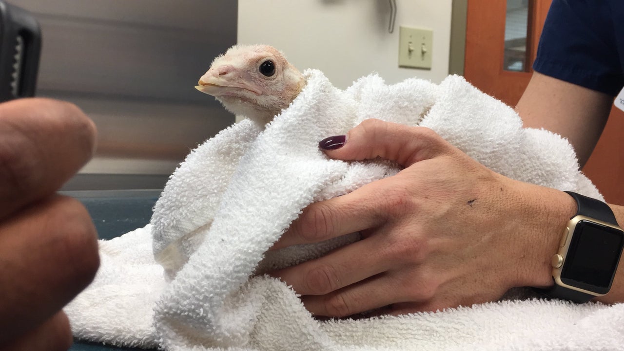 Direct Action volunteers removed three injured turkeys from Jaindl Farms, including this one, photographed at a veterinarian's office.