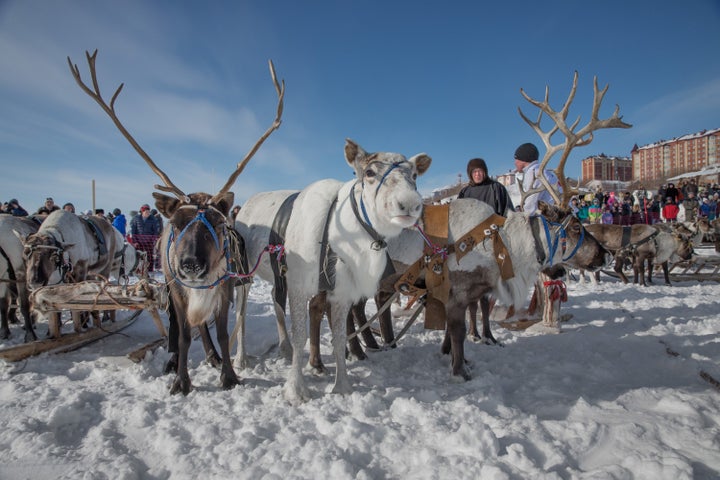 The basis of the Nenets way of life is reindeer herding. Groups of reindeer numbering up to several hundred are owned by each extended family group.